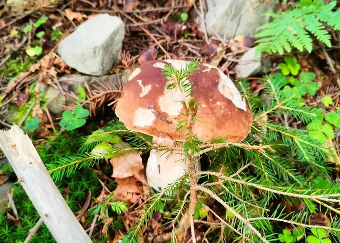 Apartament Leszczyńska 29 - Cicho, Blisko Centrum, Idealny Na Rower I Narty Bielsko-Biała